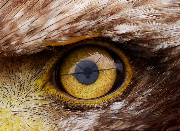 Eagle Eye
